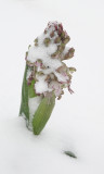 Himantoglossum robertianum Noordwijk 4.jpg