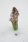 Himantoglossum robertianum Noordwijk.jpg