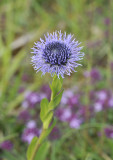 Globularia vulgaris. Closer.jpg