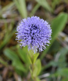Globularia vulgaris. Close-up.jpg