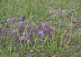 Globularia vulgaris.4.jpg