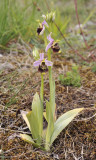 Ophrys holoserica.jpg