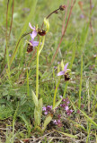 Ophrys holoserica.3.jpg