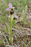Ophrys holoserica.5.jpg