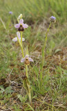 Ophrys holoserica.7.jpg