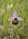 Ophrys holoserica. Closer.jpg