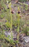 Ophrys xdevenensis.jpg