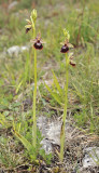 Ophrys xdevenensis.2.jpg