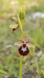 Ophrys xdevenensis. Closer.jpg