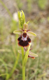 Ophrys xdevenensis. Closer.3.jpg