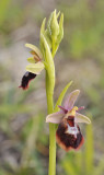 Ophrys xdevenensis. Closer.4.jpg