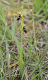 Ophrys insectifera.3.jpg