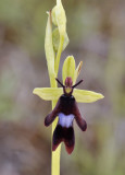 Ophrys insectifera. Close-up.2.jpg