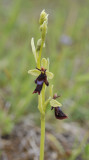 Ophrys insectifera. Closer.4.jpg
