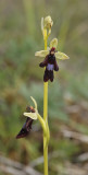Ophrys insectifera. Closer.3.jpg