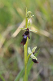 Ophrys insectifera. Closer.1.jpg