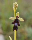 Ophrys insectifera close-up.2.jpg