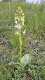 Platanthera montana.jpg