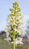 Platanthera montana. Closer.jpg