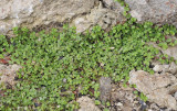 Soleirolia soleirolii