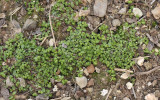 Soleirolia soleirolii