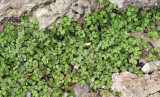 Soleirolia soleirolii 