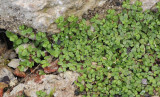 Soleirolia soleirolii 
