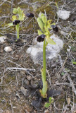 Ophrys omegaifera subsp. dyris