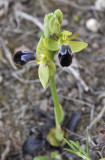 Ophrys omegaifera subsp. dyris. Closer.