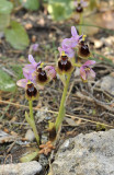 Ophrys tenthredinifera