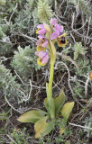Ophrys tenthredinifera