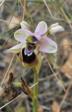 Ophrys tenthredinifera. Closer.