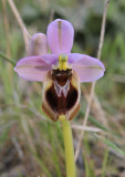 Ophrys tenthredinifera. Close-up.