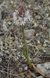 Anacamptis pyramidalis. Early form.