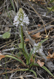 Anacamptis pyramidalis. Early form.