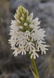 Anacamptis pyramidalis. Early form. Closer.