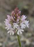 Anacamptis pyramidalis. Early form. Closer.