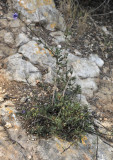Globularia alypum