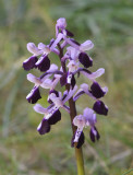 Anacamptis longicornu. Closer.