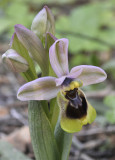 Ophrys tenthredinifera. Close-up.