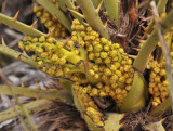Chamaerops humilis. Closer.jpg