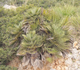 Chamaerops humilis.2.jpg