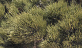 Ephedra fragilis, female plant. Closer.