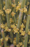 Ephedra fragilis, male flowers. Closer.