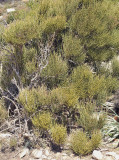 Ephedra fragilis