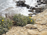 Launaea cervicornis.jpg