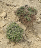two spiny shrubs. Astragalus balearicus and Launaea cervicornis .jpg