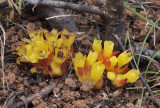 Cytinus ruber.jpg