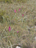 Gladiolus illyricus.2.jpg
