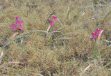 Gladiolus illyricus.3.jpg